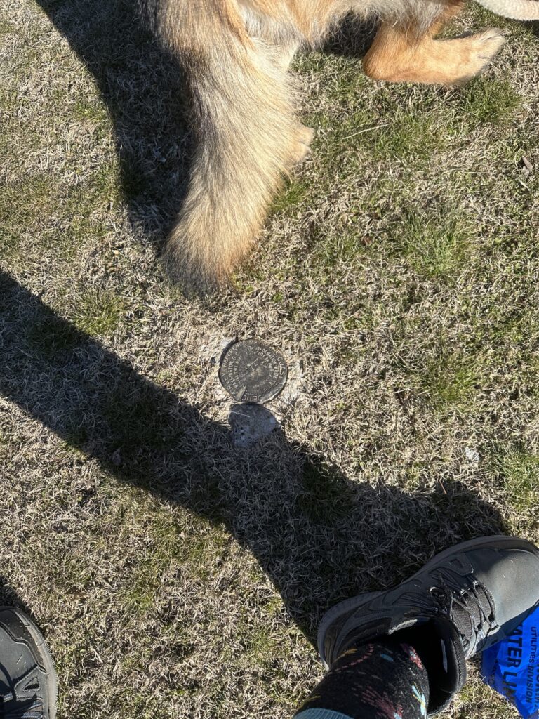 Briar’s fluffy tail near a geodetic survey marker in low bermudagrass and small forbs. 