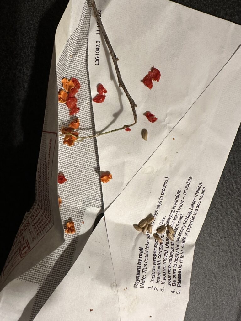 Ten smooth seeds lay on a folded envelope along with scattered bits of twig and dried bright red-orange berry flesh. 