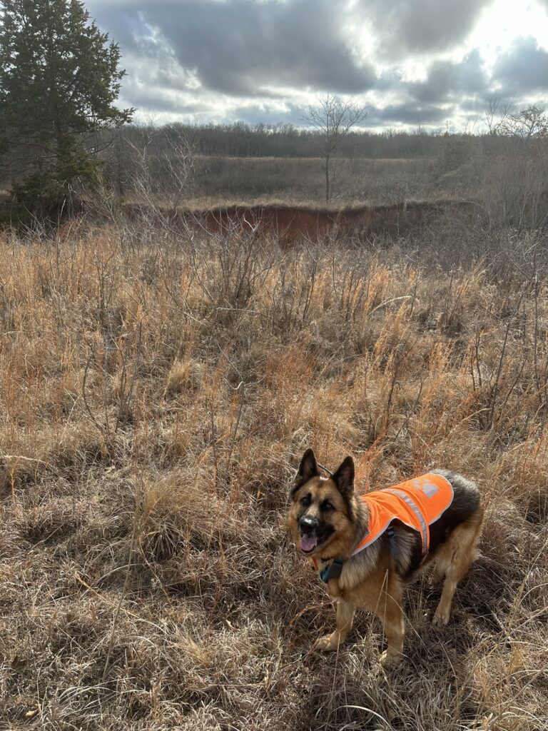 Briar the german shepherd dog smiles up at me, wearing her orange safety vest, from a wash filleed with brushy and little bluestem.  the dam of Lake Dahlgren is in the distance.