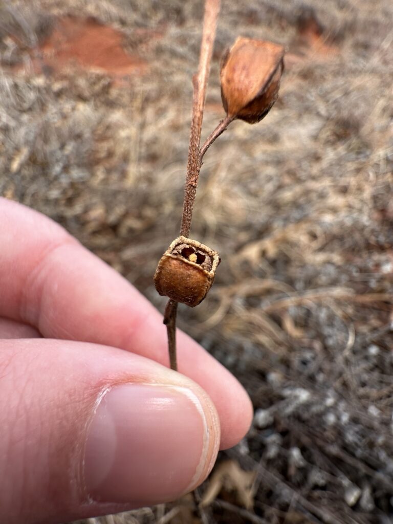 I'm holding the dried stem of the plant "seedbox".  Its two visible seed pods are a distinctive cubic shape with a hint of roundness on each side, and a hole in the middle top.