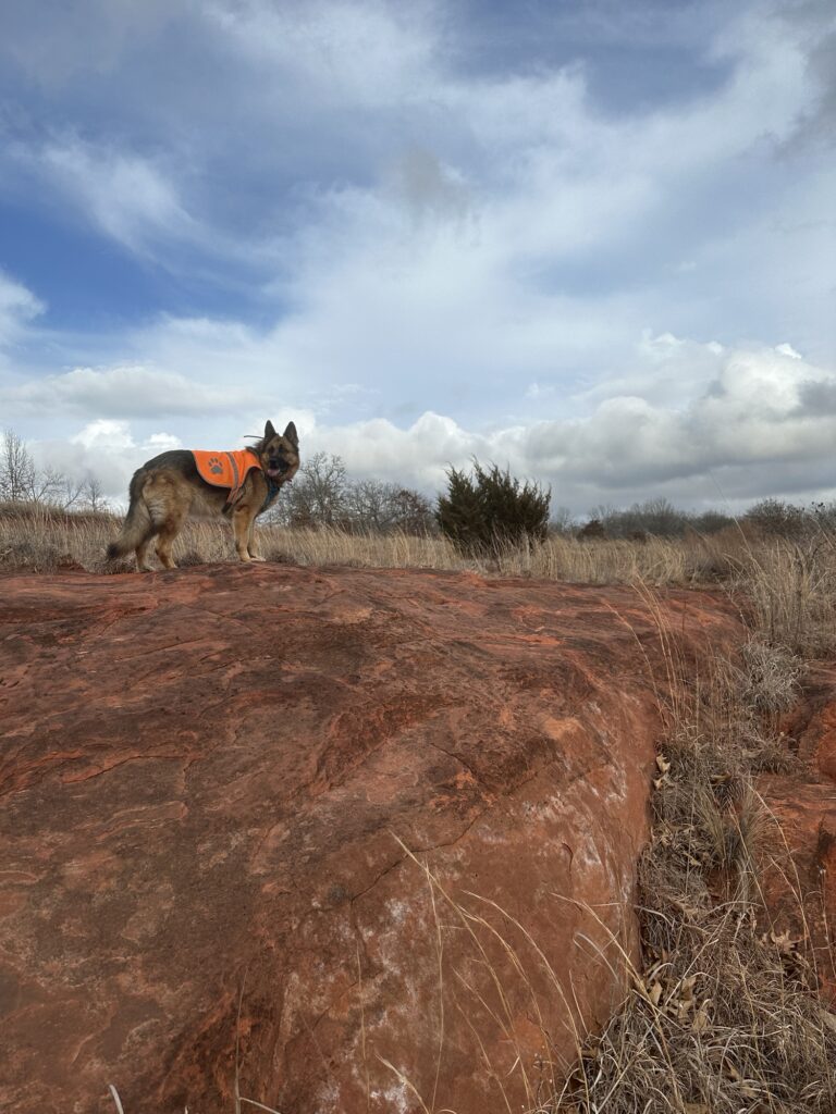 Briar the german shepherd dog stands in her orange safety vest on a big exposed ridge of sandstone, with bluestem grass and cedars and oaks in the background.  she is looking out of frame and smiling.