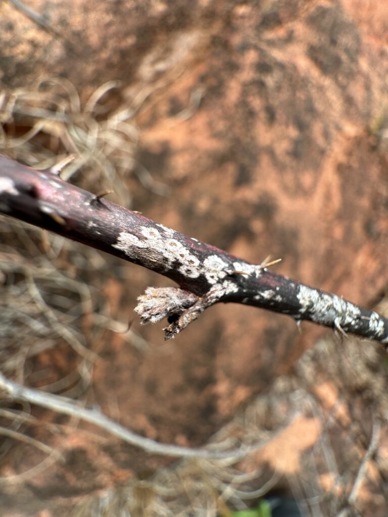 close-up of blackberry stem and a bud, showing the white patches with dark centers