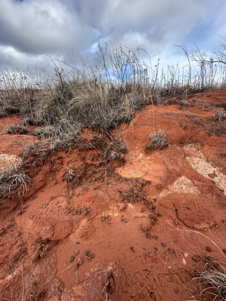 eroded red sandstone leaving nodules.  bluestem and goldenrod and other dead plants at the top of the eroding edge