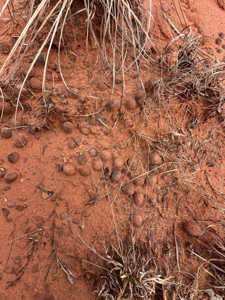 round red and dark brown sandstone nodules in softer sand