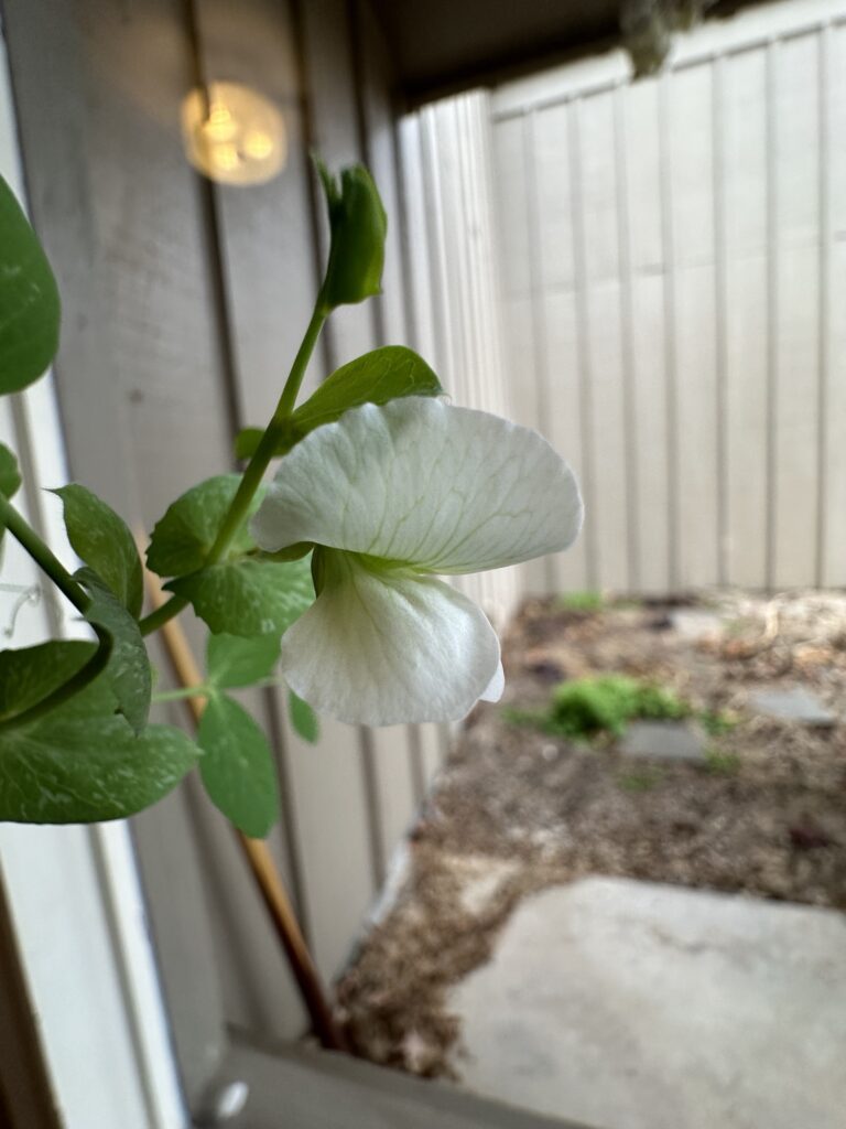 A white pea flower with delicate green veins, at the end of its twining vine. 