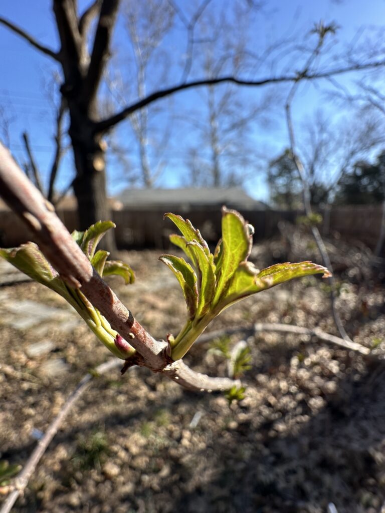 The elderberry’s green compound leaves are tinged with red-purple as are many overwintering leaves. It’s a sunny day with the bare oak tree in the background. 