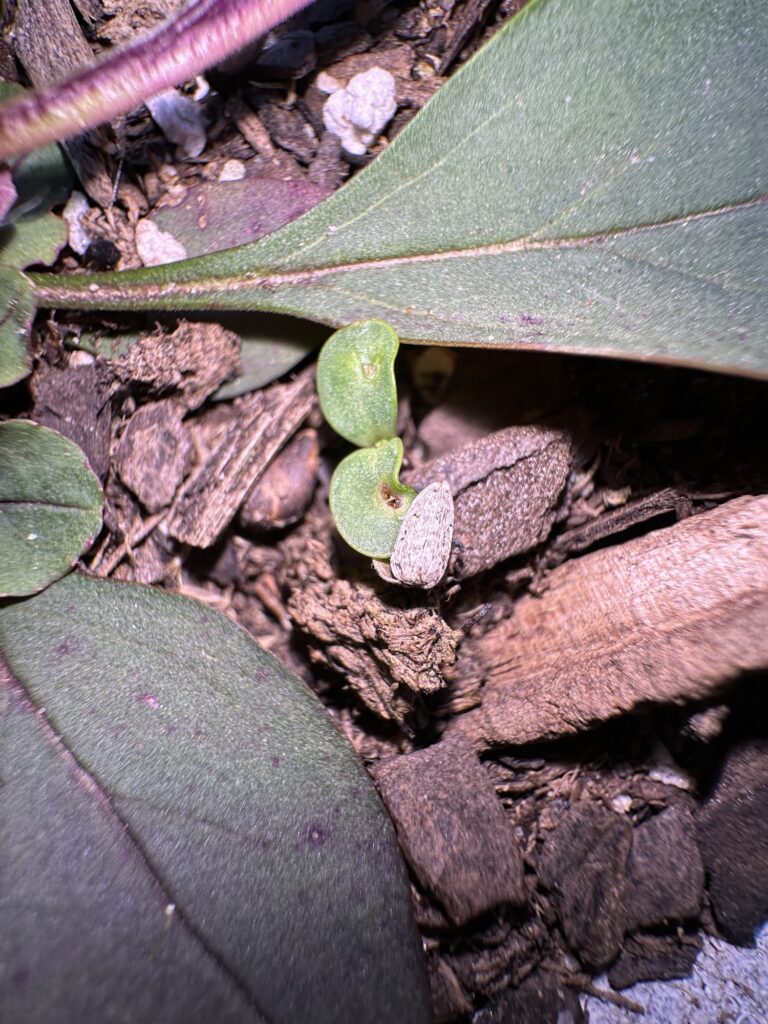 Small fleshy seed leaves of a single seedling, with a gray pitted seed shell still attached to one leaf. 